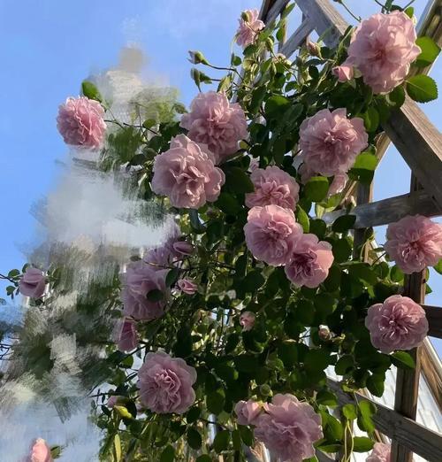 花卉固定容器有哪些选择？它们各自的优缺点是什么？
