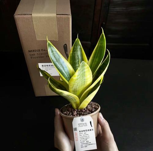 南方冬天如何养护户外植物？有哪些注意事项？