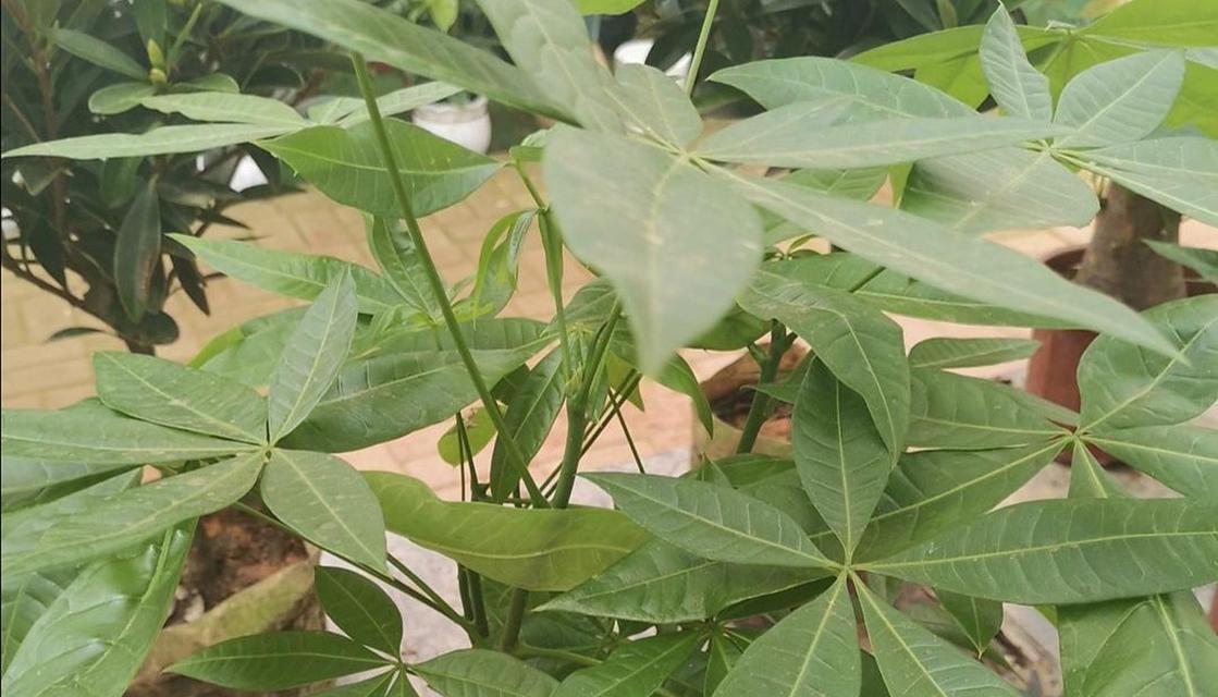 南方冬天如何养护户外植物？有哪些注意事项？
