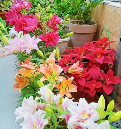 哪些花卉适合常年室内种植且开花良好？