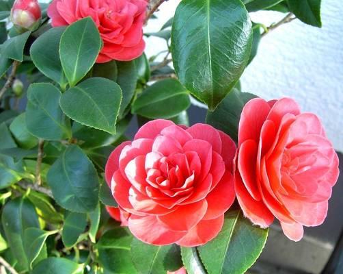 哪些花卉适合常年室内种植且开花良好？