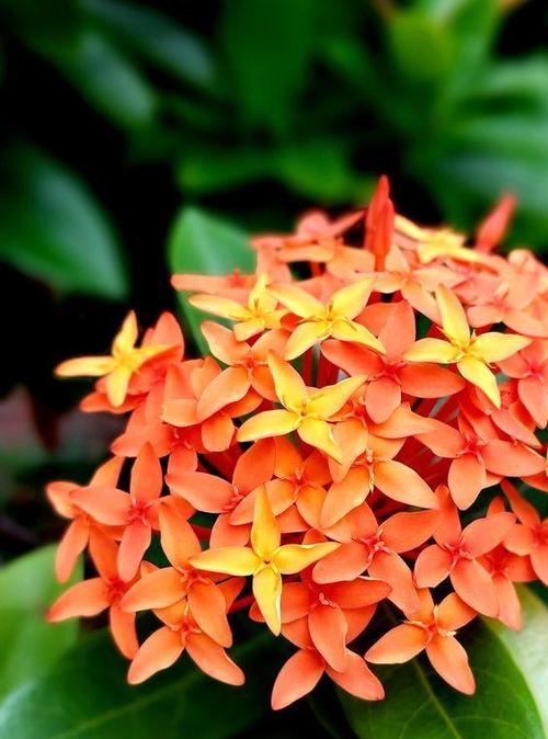 哪些花卉适合常年室内种植且开花良好？