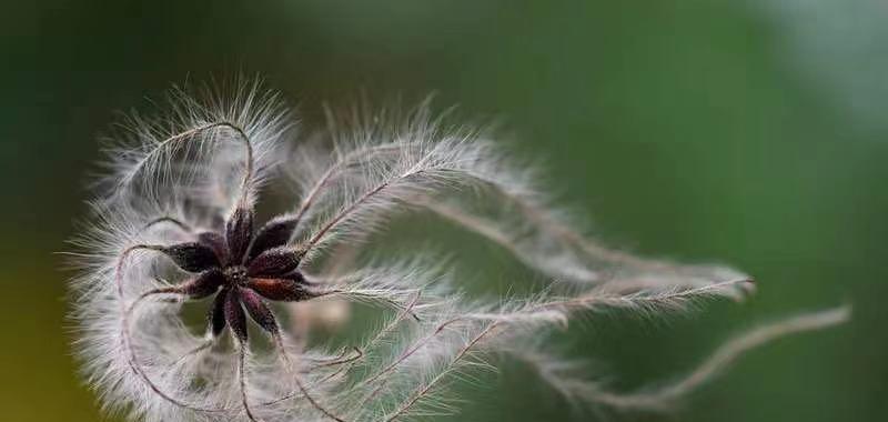 怎么画远方攻击的植物？这种植物的攻击方式有何特点？