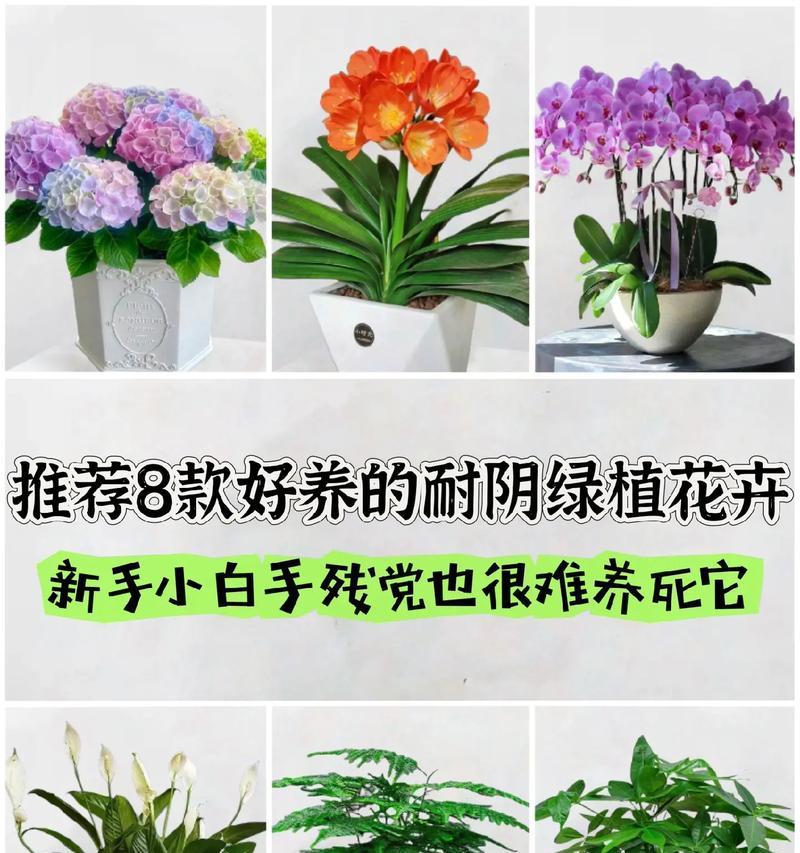 养什么花卉好看又实惠又好养？有哪些花卉既美观又容易打理？