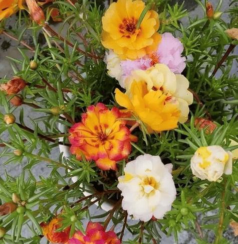 养什么花卉好看又实惠又好养？有哪些花卉既美观又容易打理？