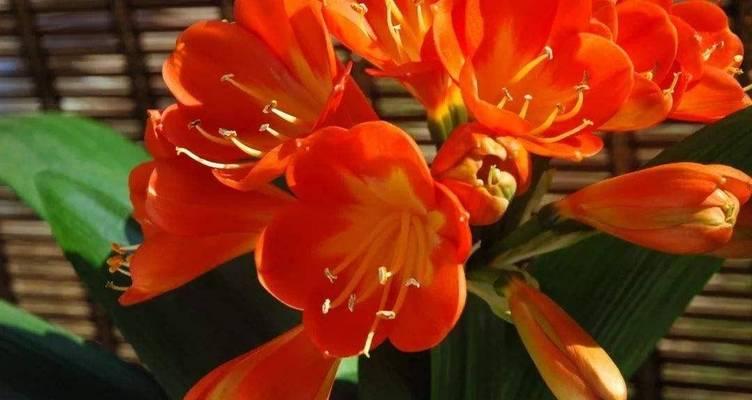 养什么花卉好看又实惠又好养？有哪些花卉既美观又容易打理？