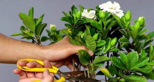 植物秃顶如何修剪？修剪方法是什么？