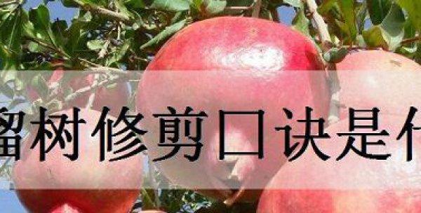 植物秃顶如何修剪？修剪方法是什么？