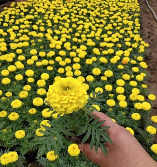 鹰潭地区适合种植哪些花卉植物？选择适合鹰潭的花卉植物的建议是什么？