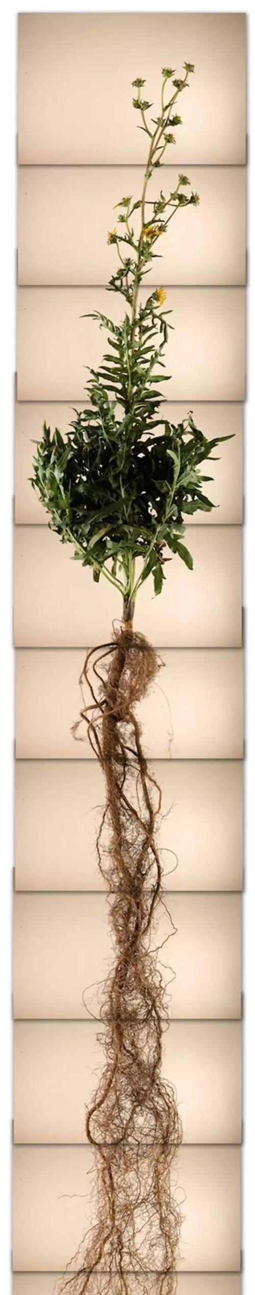 磁铁植物如何获得？它们的获取途径有哪些？