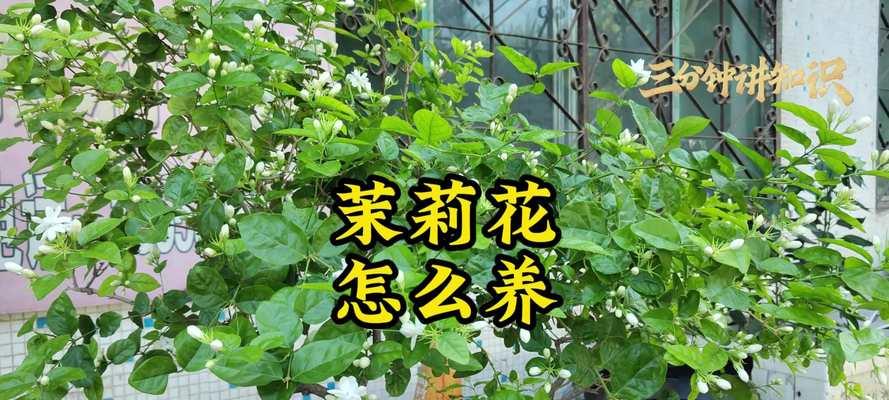 茉莉花苗有哪些繁殖方法？如何有效繁殖茉莉花苗？