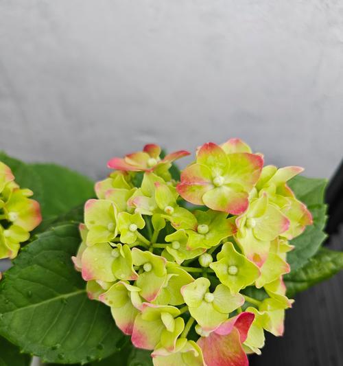 哪些花卉品种跻身前五大？它们的生长特点是什么？