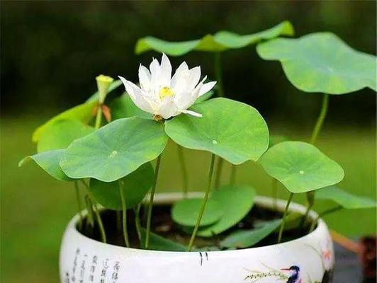 三桶泥可以种什么花卉好？如何选择合适的花卉？