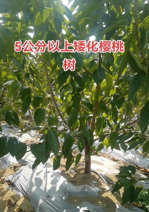 矮化樱桃树的管理技巧有哪些？