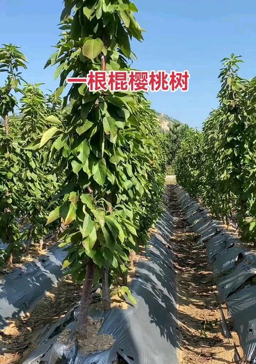 矮化樱桃树的管理技巧有哪些？