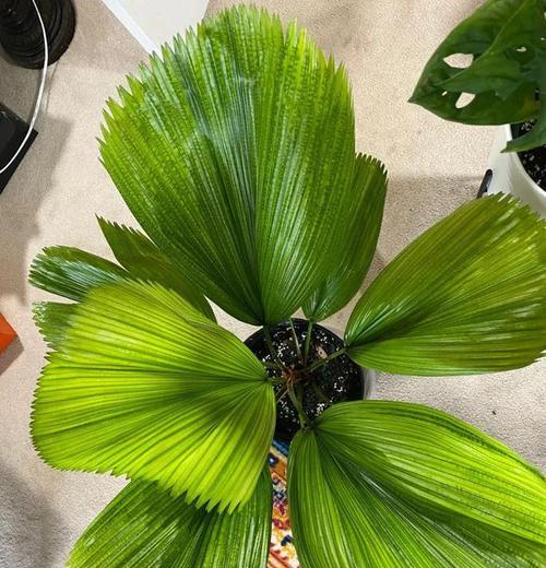 大叶子植物有哪些特点？如何正确识别？