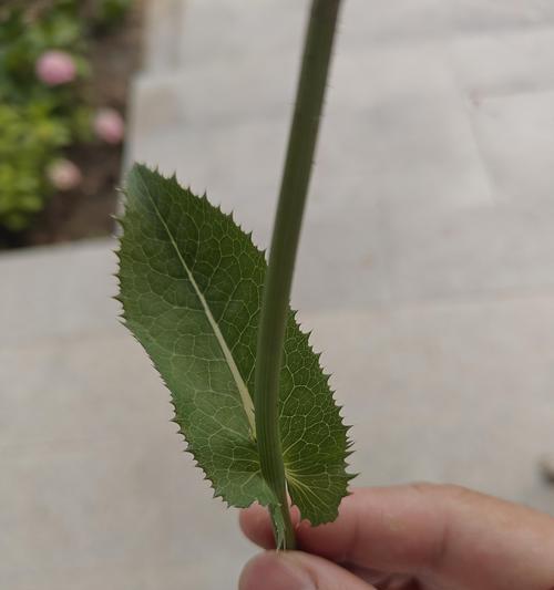 大叶子植物有哪些特点？如何正确识别？