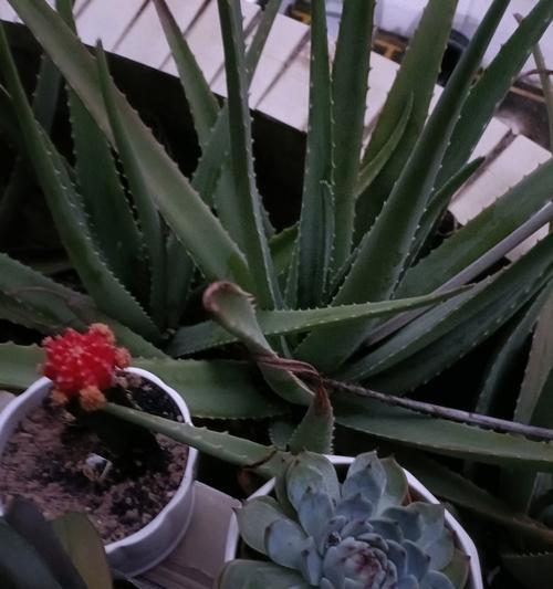 大叶子植物有哪些特点？如何正确识别？