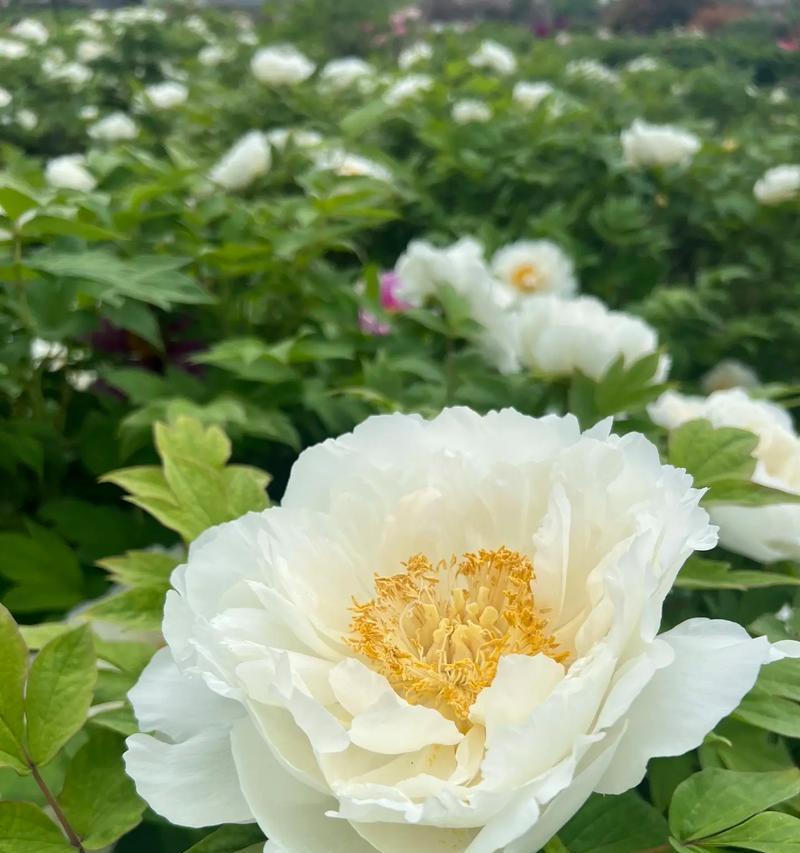 道具牡丹花花卉有哪些特点？如何辨识和养护？
