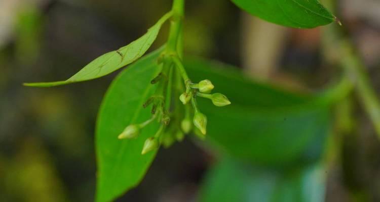 离瓣花冠植物包括哪些种类？它们的特征是什么？