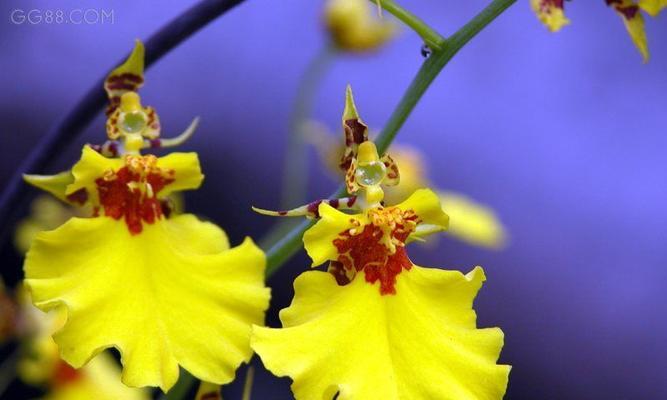 离瓣花冠植物包括哪些种类？它们的特征是什么？