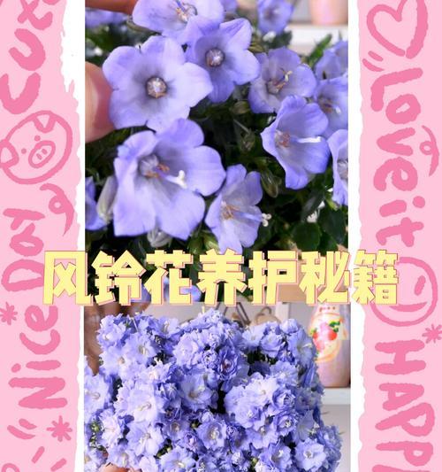 短袖花卉植物的正确养护方法是什么？