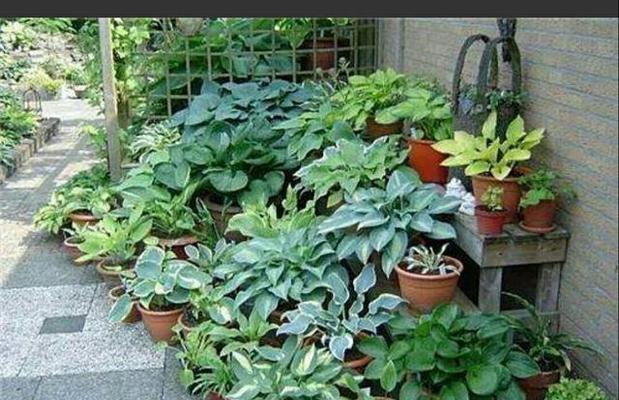 短袖花卉植物的正确养护方法是什么？