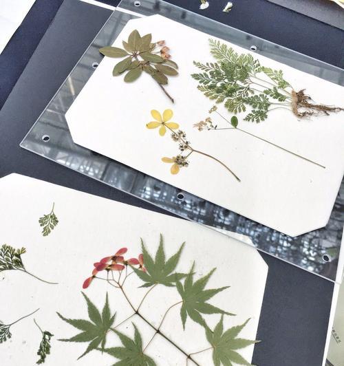 春季自制植物标本有哪些？制作过程需要注意什么？