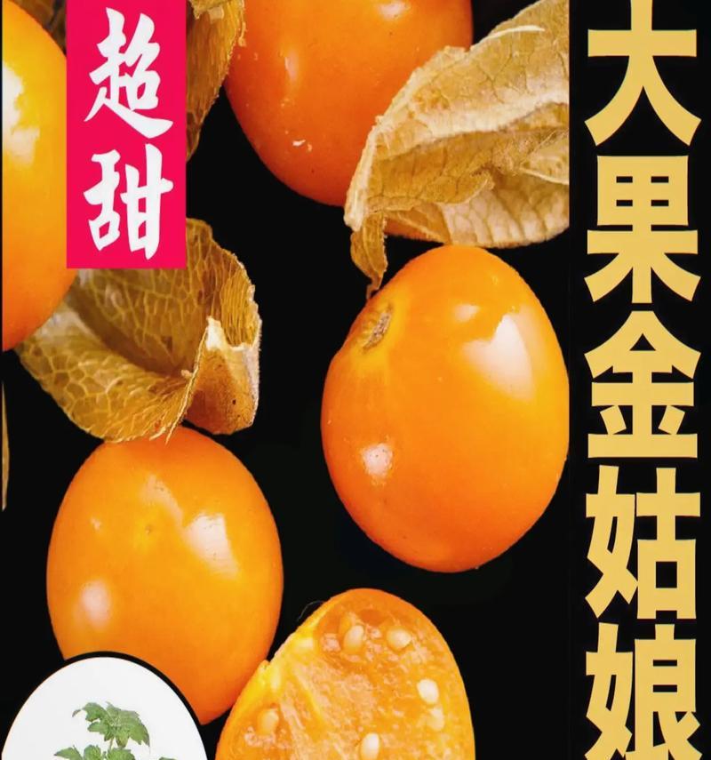 姑娘果小盆栽的正确养护方法是什么？