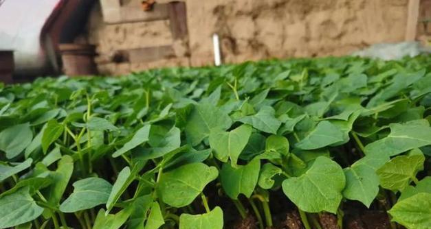 室内盆栽豆角的种植步骤是什么？