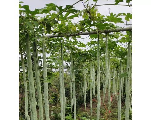 室内盆栽豆角的种植步骤是什么？