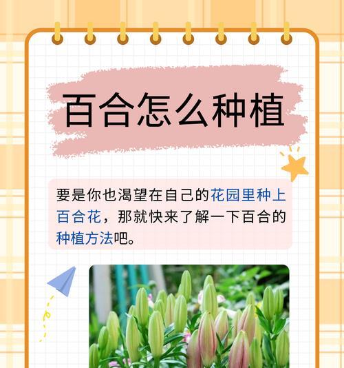 百合长大后怎么种植的呢？有哪些注意事项？