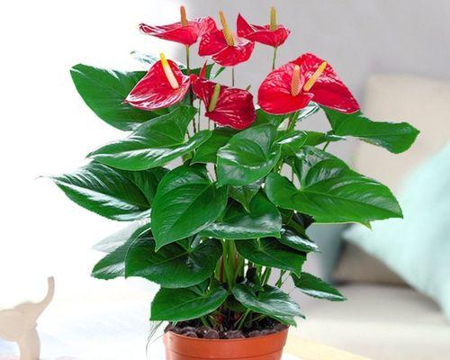 市内植物花卉有哪些种类？如何选择适合室内的植物？