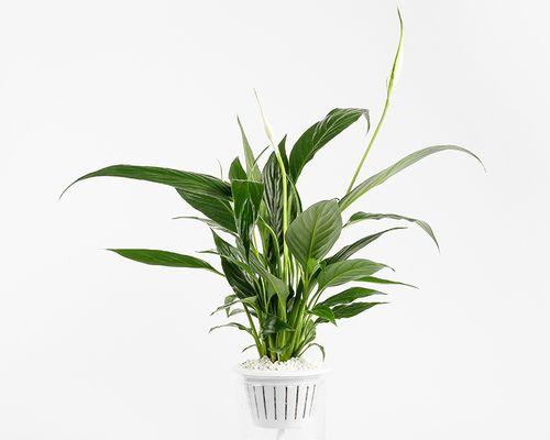 市内植物花卉有哪些种类？如何选择适合室内的植物？