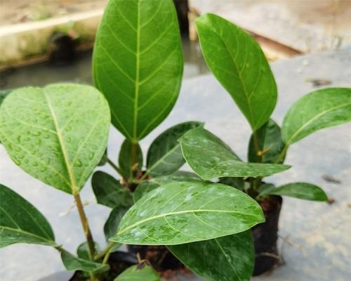 哪种植物的树枝数量最多？它们的生长习性如何？