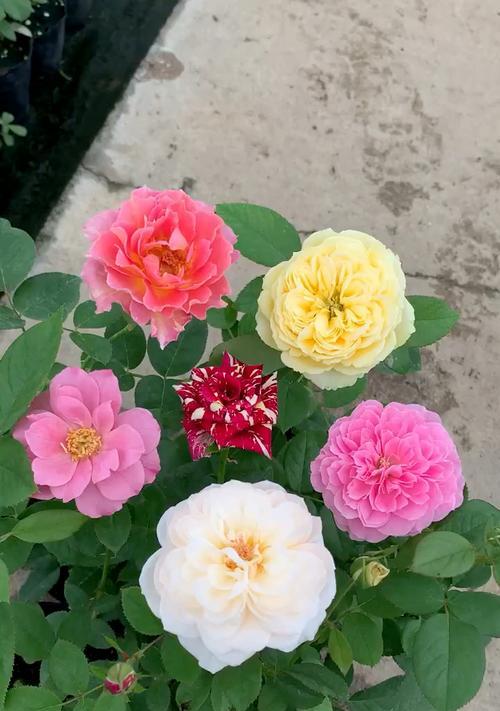 博乐花卉市场品种丰富吗？哪些花卉值得购买？