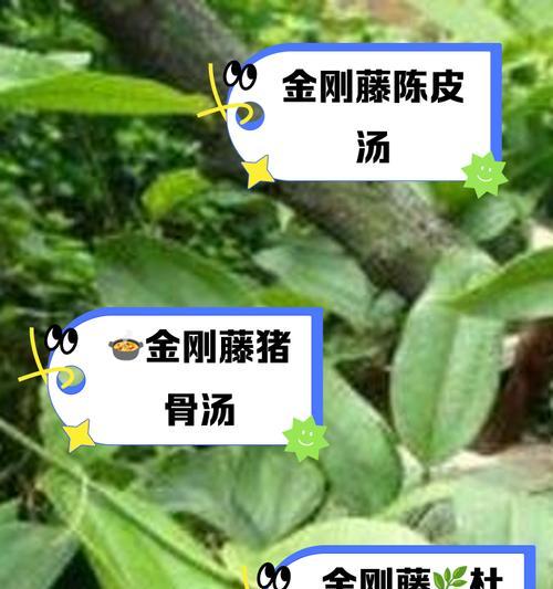 黄金藤蔓的养殖方法是什么？需要注意哪些事项？
