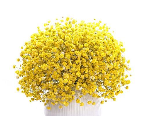 四季易活的花卉盆栽种子有哪些？如何选择？