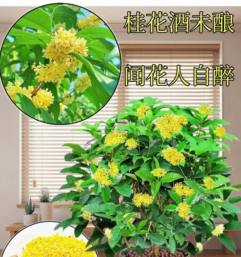 四季易活的花卉盆栽种子有哪些？如何选择？