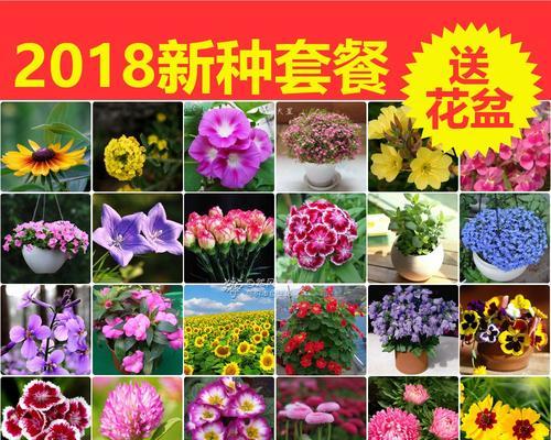 四季易活的花卉盆栽种子有哪些？如何选择？
