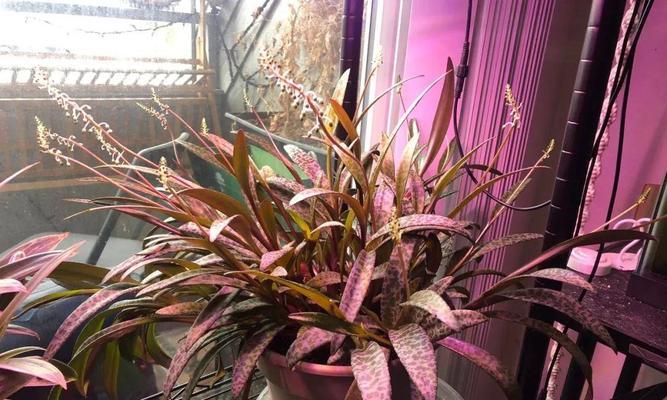 百合下面生长的植物是什么？这种植物有何特性？