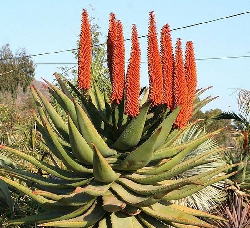 百合下面生长的植物是什么？这种植物有何特性？