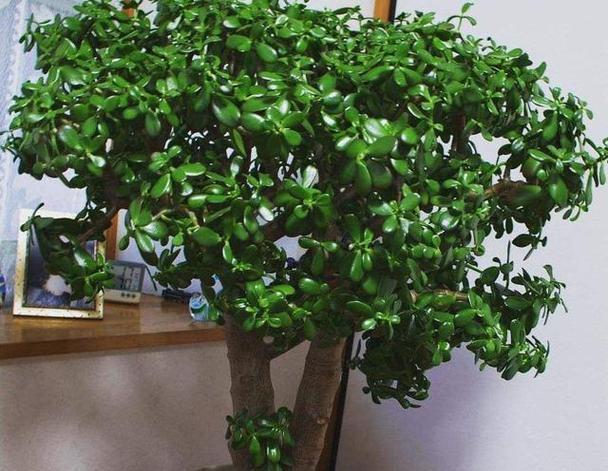 新家适合摆放哪些吉祥盆栽植物？