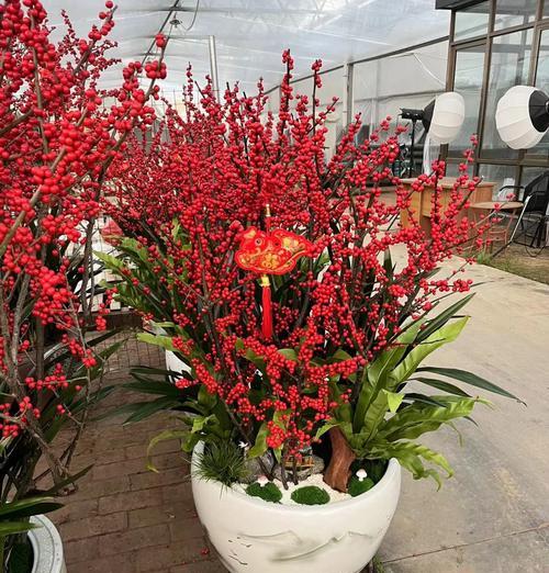 广西适合种植哪些观赏性花卉？如何进行花卉种植？