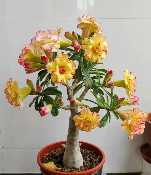 广西适合种植哪些观赏性花卉？如何进行花卉种植？