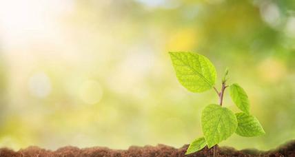 金卡植物阳光的计算方法是什么？阳光对金卡植物有何影响？