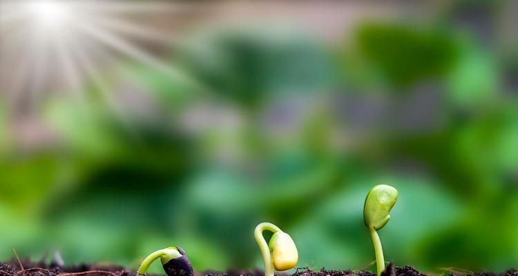 金卡植物阳光的计算方法是什么？阳光对金卡植物有何影响？