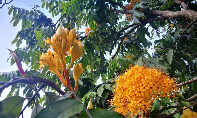 西双版纳热带花卉园有哪些独特花卉？如何观赏这些花卉？