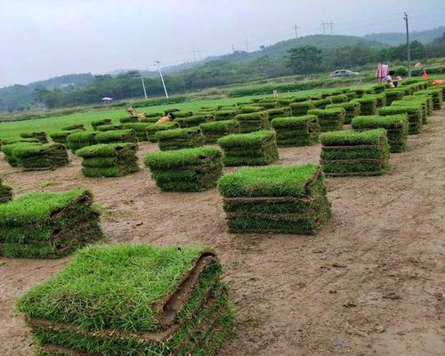 哪些贴地植物可以替代草坪？它们的优缺点是什么？