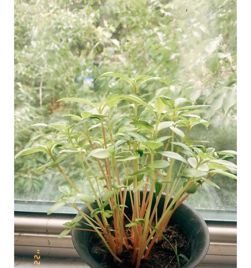 盆栽火锅种植步骤是什么？